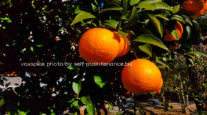 みかんの皮でスパイスを作ろう